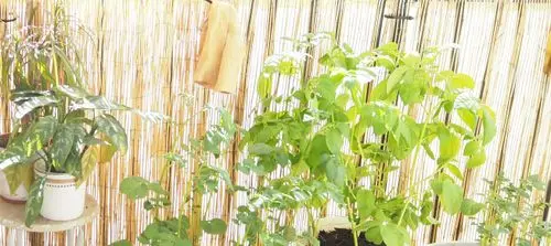 His Love endures forever